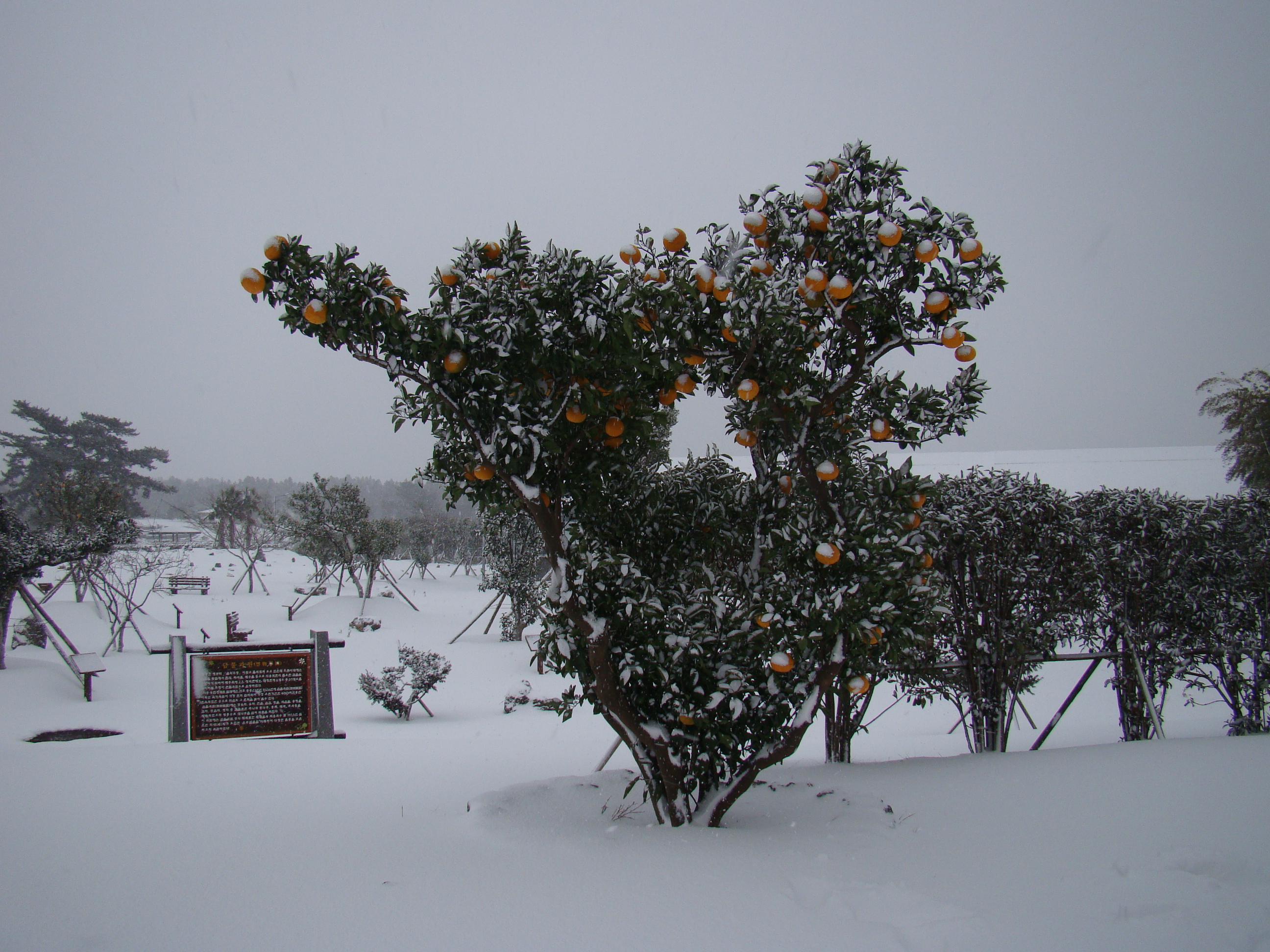 서귀포농업기술센터 겨울사진입니다. 서귀포에도 이렇게 눈이 내리네요!!!